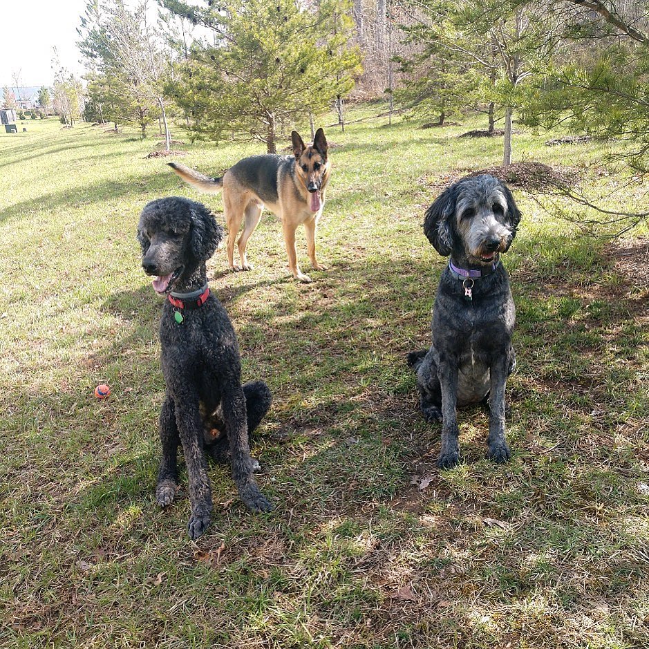 成年德国牧羊犬混种:sheepadoodle - 万博max3.0手机登录